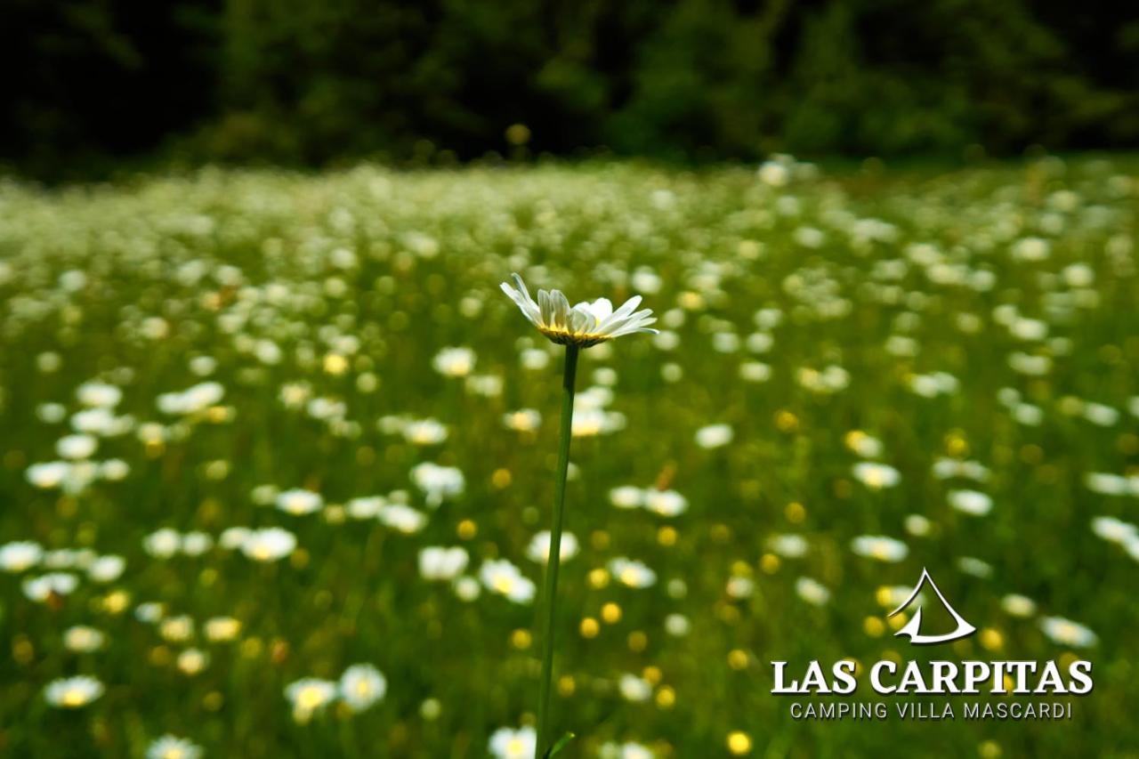Las Carpitas Villa Mascardi Eksteriør billede